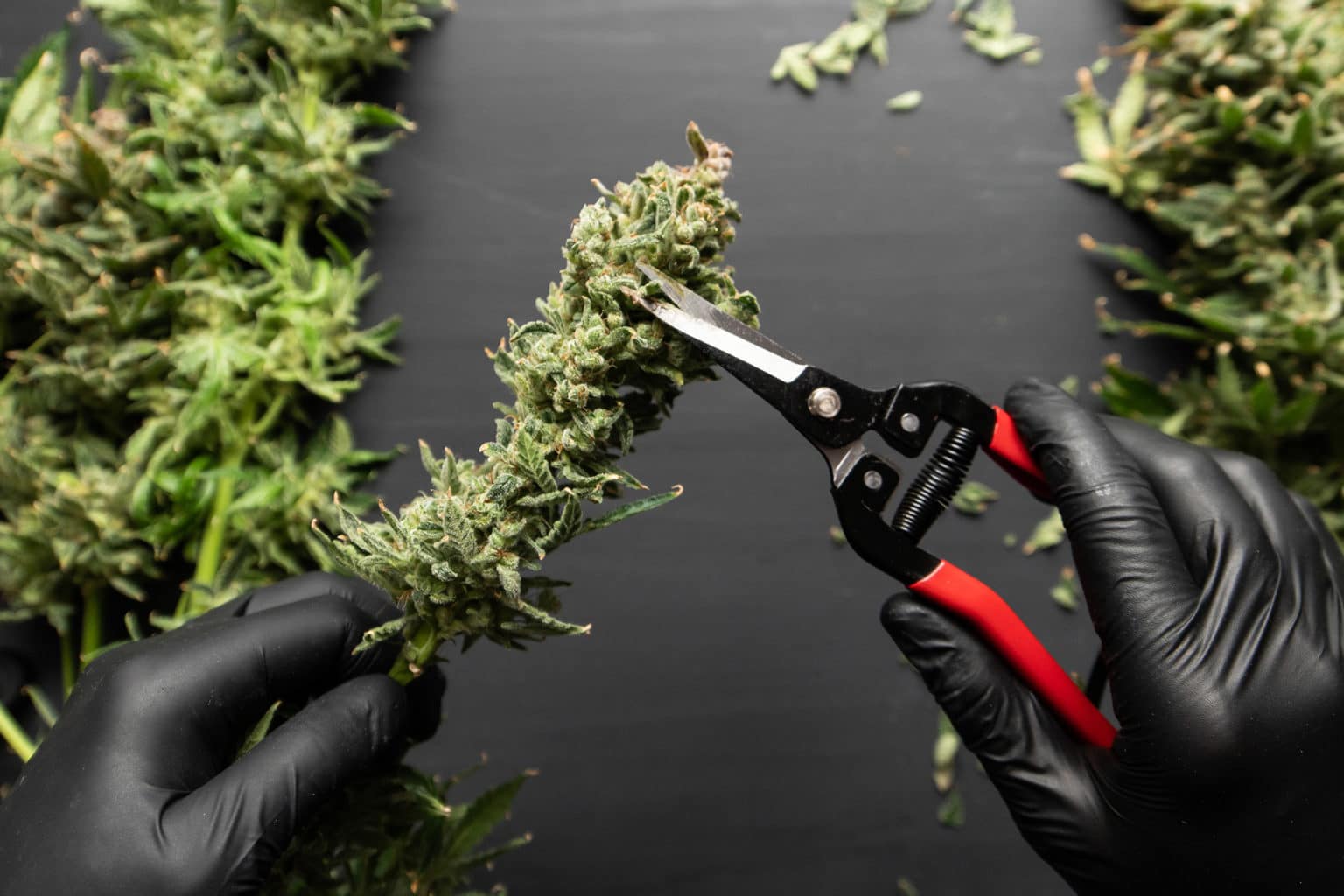 How to harvest, trim, and dry your indoor cannabis crop, by TheCapn.