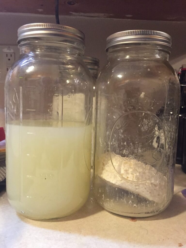 How to Make and Use Your Own Lactobacillus Culture – The Dude Grows Show