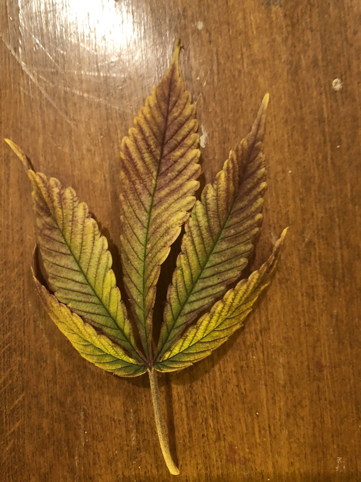 Fan Leaves turning purple and falling off?