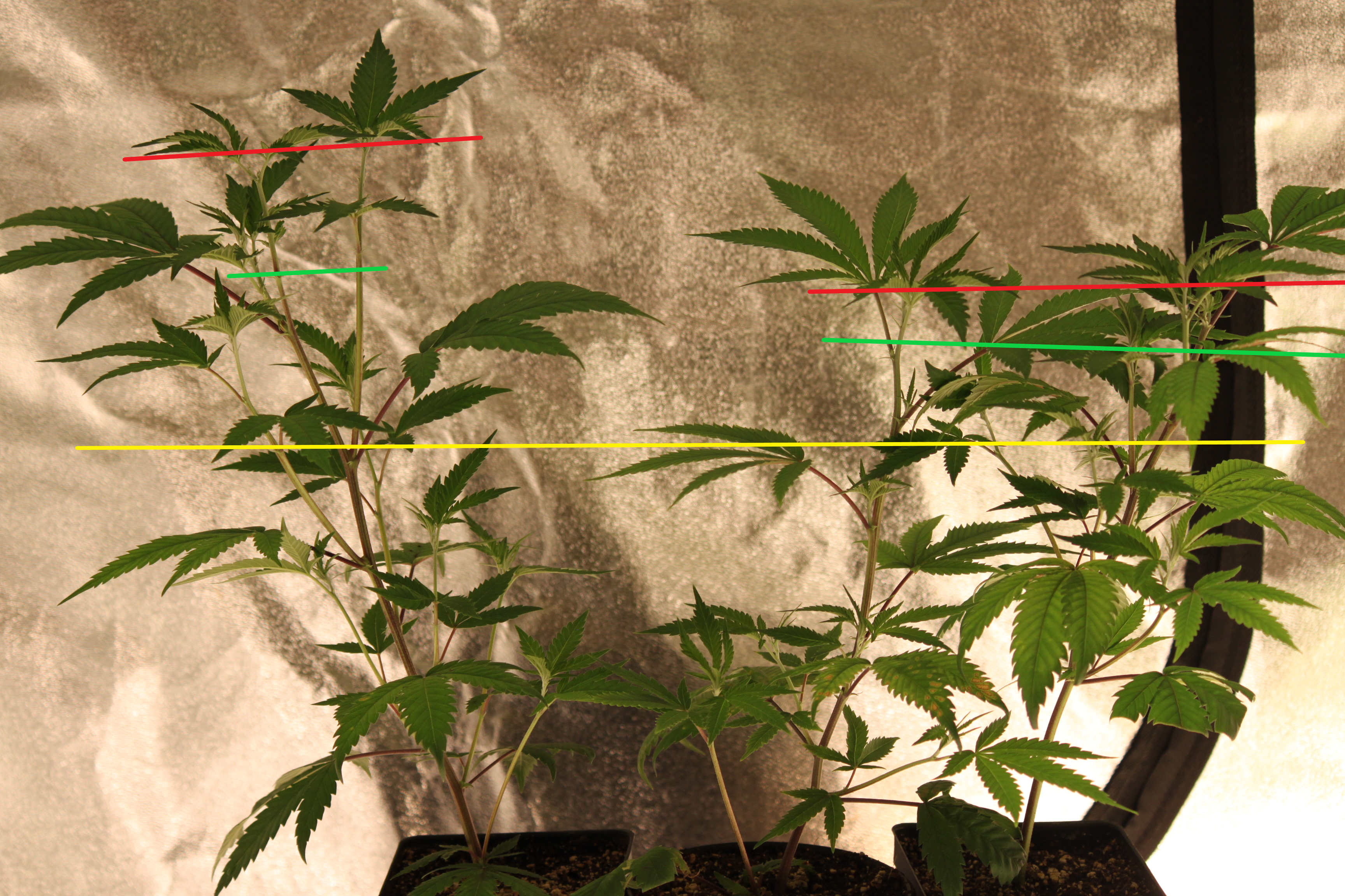 Advice on topping clones