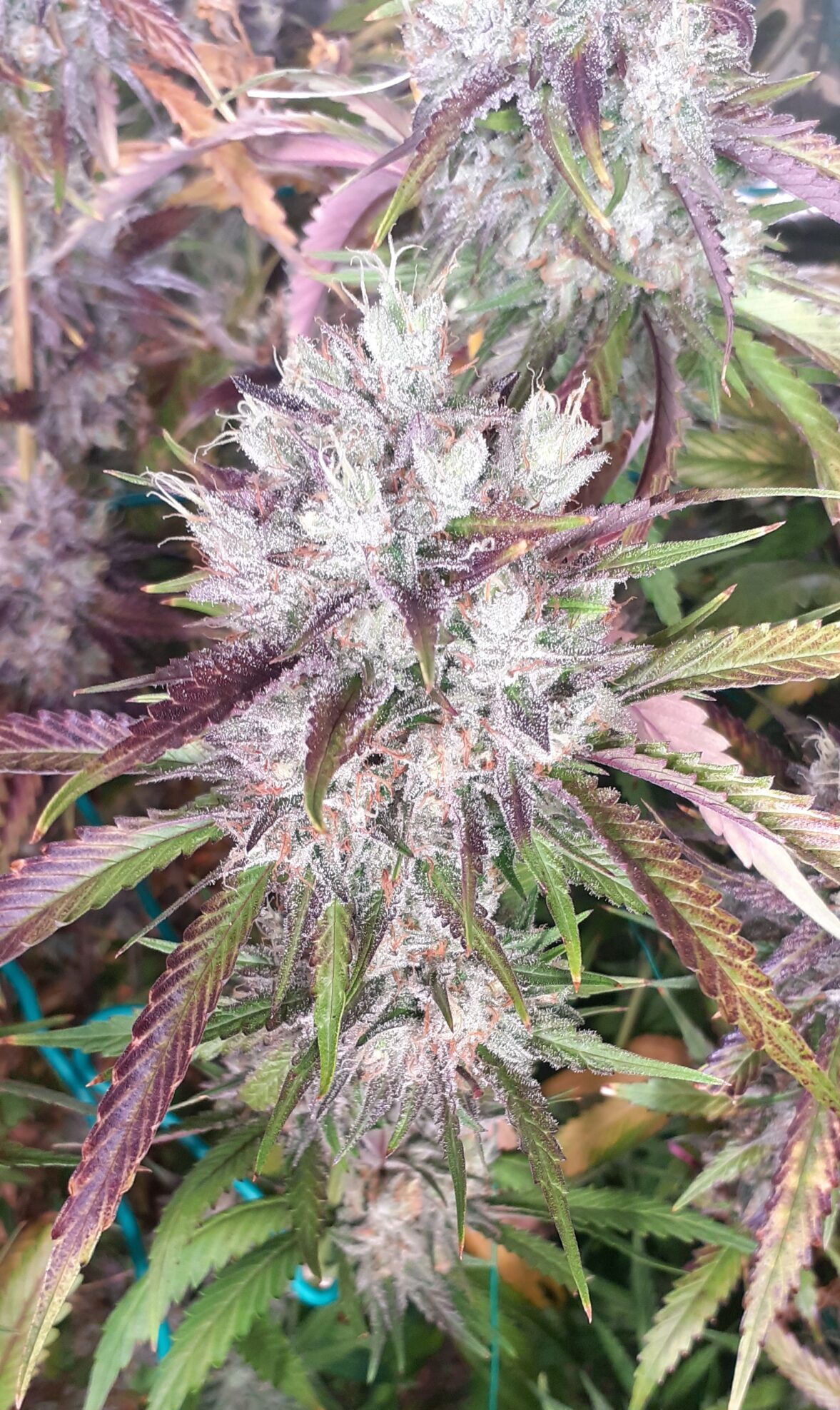 White Widow from GreenHouse Seeds