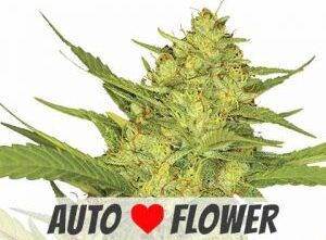 Auto flower light cycle
